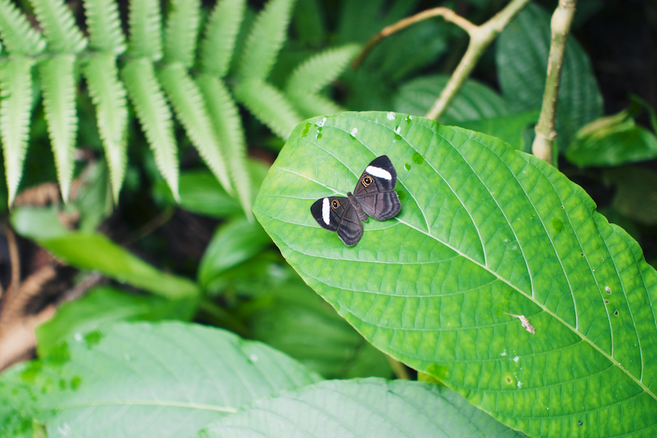 Panama butterfly